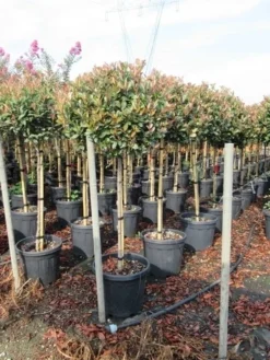 Glansmispel Op Stam (Photinia Fraseri 'Red Robin') -Goedkope DirectPlant winkel photinia fraseri red robin halfstam 4