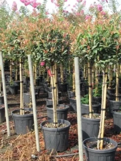 Glansmispel Op Stam (Photinia Fraseri 'Red Robin') -Goedkope DirectPlant winkel photinia fraseri red robin halfstam 5