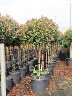 Glansmispel Op Stam (Photinia Fraseri 'Red Robin') -Goedkope DirectPlant winkel photinia fraseri red robin halfstam 6