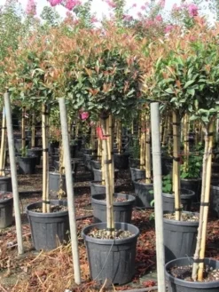 Glansmispel Op Stam (Photinia Fraseri 'Red Robin') -Goedkope DirectPlant winkel photinia fraseri red robin halfstam 7
