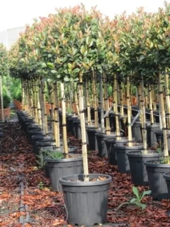 Glansmispel Op Stam (Photinia Fraseri 'Red Robin') -Goedkope DirectPlant winkel photinia fraseri red robin halfstam 8
