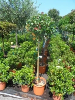 Glansmispel Op Stam (Photinia Fraseri 'Red Robin') -Goedkope DirectPlant winkel photinia fraseri red robin halfstam c25