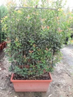 Glansmispel Als Leivorm (Photinia Fraseri 'Red Robin') -Goedkope DirectPlant winkel photinia fraseri red robin leivorm 80x120