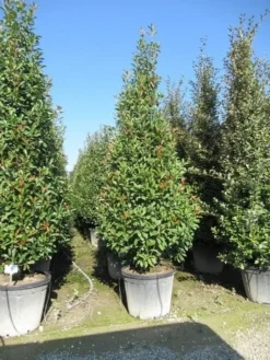 Glansmispel, Pyramide (Photinia Fraseri 'Red Robin' ) -Goedkope DirectPlant winkel photinia fraseri red robin piramide