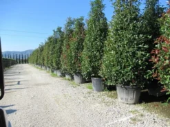 Glansmispel, Pyramide (Photinia Fraseri 'Red Robin' ) -Goedkope DirectPlant winkel photinia fraseri red robin piramide 2