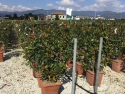 Glansmispel Als Leivorm (Photinia Fraseri 'Red Robin') -Goedkope DirectPlant winkel photinia lage leivorm c18 1