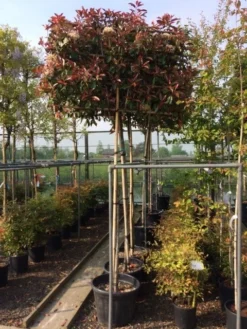 Glansmispel Als Leiboom (Photinia Fraseri 'Red Robin') -Goedkope DirectPlant winkel photinia lei 10 12cm