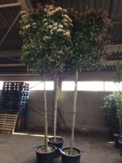 Glansmispel Als Leiboom (Photinia Fraseri 'Red Robin') -Goedkope DirectPlant winkel photinia lei 12 14cm