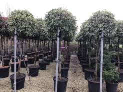 Glansmispel Op Stam (Photinia Fraseri 'Pink Marble') 6 Glansmispel Op Stam (Photinia Fraseri 'Pink Marble') -Goedkope DirectPlant winkel photinia pink marble02