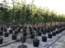 Glansmispel Halfstam Als Leiboom (Photinia Fraseri 'Red Robin') 7 Glansmispel Halfstam Als Leiboom (Photinia Fraseri 'Red Robin') -Goedkope DirectPlant winkel photinia red robin 130cm stem leivorm