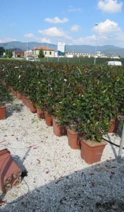 Glansmispel Als Leivorm (Photinia Fraseri 'Red Robin') -Goedkope DirectPlant winkel photinia red robin 52x110 leivorm 1