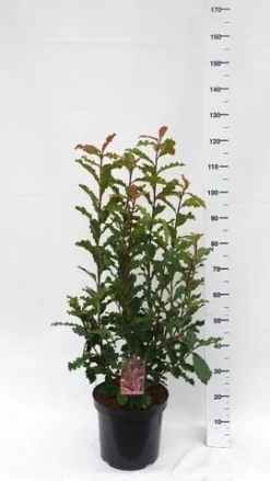 Glansmispel (Photinia Serratifolia ‘Crunchy’) 9 Glansmispel (Photinia Serratifolia ‘Crunchy’) -Goedkope DirectPlant winkel photinia serratifolia crunchy week 45 2019 1600x1200