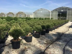 Glansmispel Als Bolvorm (Photinia Fraseri 'Carré Rouge') 7 Glansmispel Als Bolvorm (Photinia Fraseri 'Carré Rouge') -Goedkope DirectPlant winkel photiniacarrerougebal01