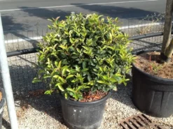Glansmispel Als Bolvorm (Photinia Fraseri 'Carré Rouge') 6 Glansmispel Als Bolvorm (Photinia Fraseri 'Carré Rouge') -Goedkope DirectPlant winkel photiniacarrerougebal02