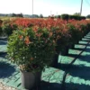 Glansmispel Als Bolvorm (Photinia Fraseri 'Carré Rouge')