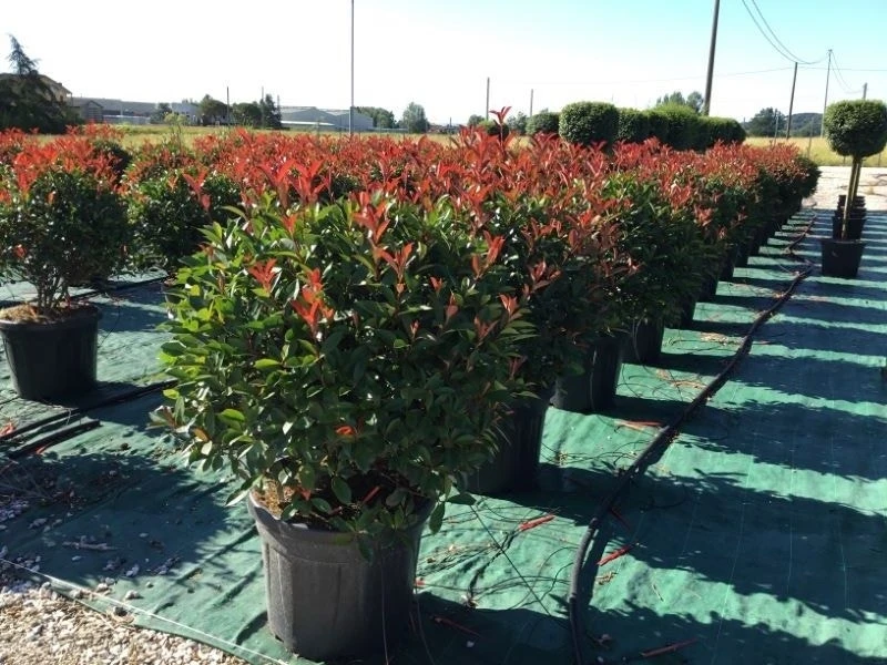 Glansmispel Als Bolvorm (Photinia Fraseri 'Carré Rouge') 1 Glansmispel Als Bolvorm (Photinia Fraseri 'Carré Rouge')