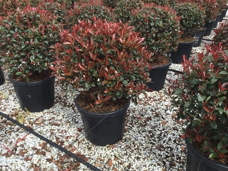 Glansmispel Als Bolvorm (Photinia Fraseri 'Carré Rouge') 2 Glansmispel Als Bolvorm (Photinia Fraseri 'Carré Rouge') - Afbeelding 2
