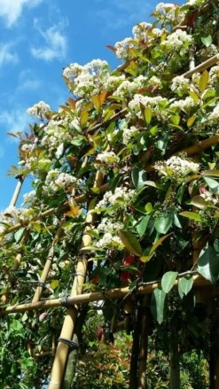 Glansmispel Als Leiboom (Photinia Fraseri 'Red Robin') -Goedkope DirectPlant winkel photinialeiboom01