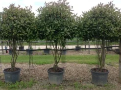 Meerstammige Glansmispel (Photinia Fraseri 'Red Robin') -Goedkope DirectPlant winkel photiniaredrobinmeerstammig01
