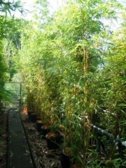 Bamboe (Phyllostachys Vivax 'Aureocaulis') -Goedkope DirectPlant winkel phyllostachys vivax aureocaulis 200 250 300 c25