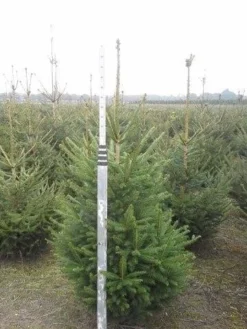 Fijnspar (Picea Abies) -Goedkope DirectPlant winkel picea abies 125 150 5 1