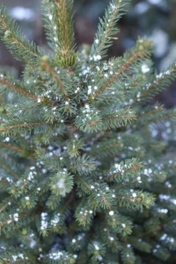 Fijnspar (Picea Abies)