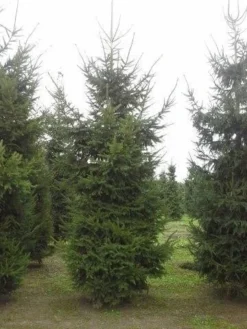 Fijnspar (Picea Abies) -Goedkope DirectPlant winkel picea abies 2 450 500 1