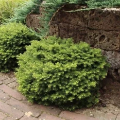 Kussenspar (Picea Abies 'Little Gem') -Goedkope DirectPlant winkel picea abies little gem
