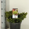 Kussenspar (Picea Abies 'Little Gem')