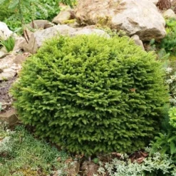 Spar (Picea Abies 'Nidiformis') -Goedkope DirectPlant winkel picea abies nidiformis