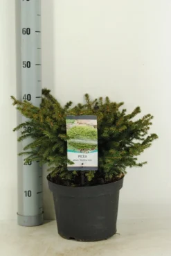 Spar (Picea Abies 'Nidiformis') -Goedkope DirectPlant winkel picea abies nidiformis c5 m