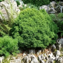 Kogelspar (Picea Glauca 'Alberta Globe') -Goedkope DirectPlant winkel picea glauca alberta globe