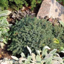 Dwergspar (Picea Glauca 'Echiniformis') -Goedkope DirectPlant winkel picea glauca echiniformis