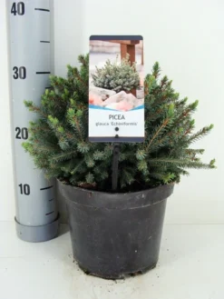 Dwergspar (Picea Glauca 'Echiniformis') -Goedkope DirectPlant winkel picea glauca echiniformis zomer c3 m