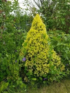 Witte Alberta Spar (Picea Glauca 'J.W. Daisy's White') -Goedkope DirectPlant winkel picea glauca j.w. daisy s white
