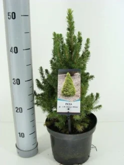Goedkope DirectPlant winkel -Goedkope DirectPlant winkel picea glauca j.w. daisy s white winter c3 m
