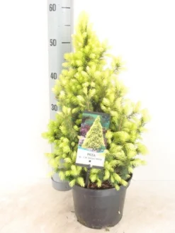 Goedkope DirectPlant winkel 20 Witte Alberta Spar (Picea Glauca 'J.W. Daisy's White')