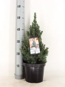 Blauwe Alberta Spar (Picea Glauca Sander's Blue) -Goedkope DirectPlant winkel picea glauca sander s blue 30 40 c3 m