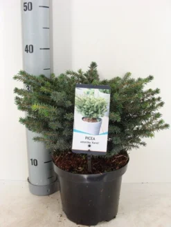Servische Spar (Picea Omorika 'Karel') -Goedkope DirectPlant winkel picea omorika karel winter c3 m