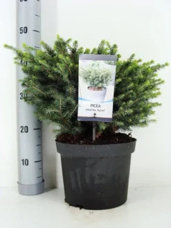 Servische Spar (Picea Omorika 'Karel') -Goedkope DirectPlant winkel picea omorika karel zomer c5 m 1