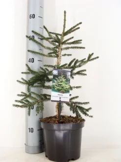 Kaukasische Spar (Picea Orientalis 'Aureospicata') -Goedkope DirectPlant winkel picea orientalis aureospicata winter c3 m