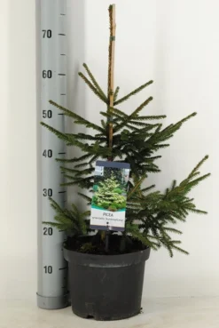 Kaukasische Spar (Picea Orientalis 'Aureospicata') -Goedkope DirectPlant winkel picea orientalis aureospicata winter c5 m