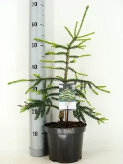 Kaukasische Spar (Picea Orientalis 'Aureospicata') -Goedkope DirectPlant winkel picea orientalis aureospicata zomer c3 m