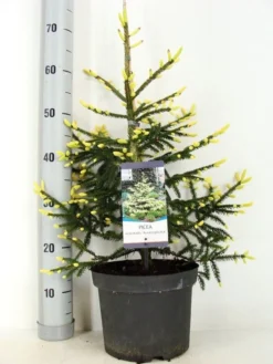 Kaukasische Spar (Picea Orientalis 'Aureospicata') -Goedkope DirectPlant winkel picea orientalis aureospicata zomer c5 m