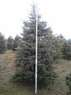 Blauwspar (Picea Pungens 'Glauca') -Goedkope DirectPlant winkel picea p glauca 350