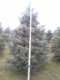 Blauwspar (Picea Pungens 'Glauca') -Goedkope DirectPlant winkel picea p glauca 350 1