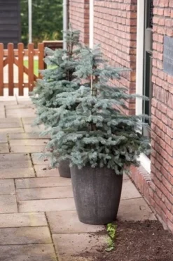 Noorse Blauwspar (Picea Pungens 'Erich Frahm') -Goedkope DirectPlant winkel picea pungens erich frahm