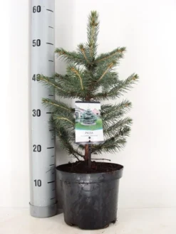 Blauwspar (Picea Pungens 'Glauca') -Goedkope DirectPlant winkel picea pungens glauca c3 m