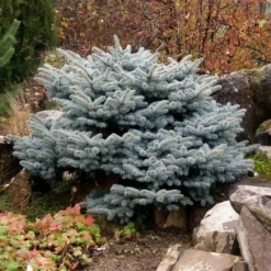 Colorado Spar (Picea Pungens 'Glauca Globosa') -Goedkope DirectPlant winkel picea pungens glauca globosa