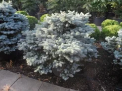 Colorado Spar (Picea Pungens 'Glauca Globosa') -Goedkope DirectPlant winkel picea pungens glauca globosa 100 125 150 c110